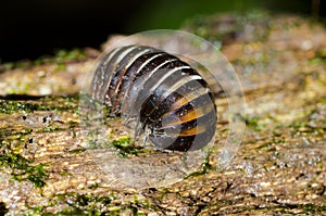 Pill millipede