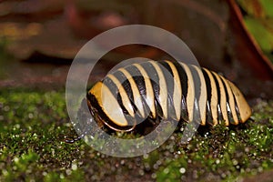 Pill Millipede, Chorla Ghat, Maharashtra