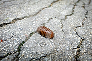 Pill Millipede