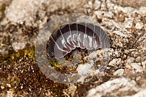 Pill woodlouse