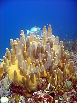 Pillar Coral