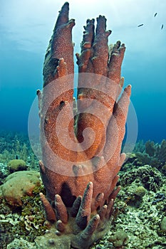Pillar coral