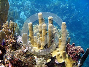 Pillar Coral