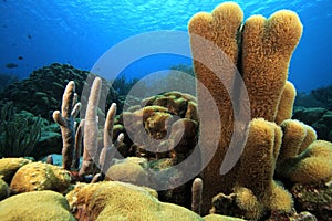 Pillar coral (dendrogya cylindrus)
