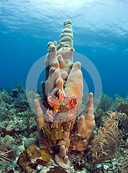 Coral reef photo
