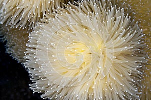 Pillar coral,Dendrogyra cylindricus photo