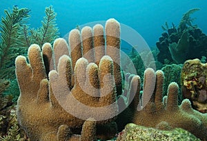 Pillar Coral - Roatan photo