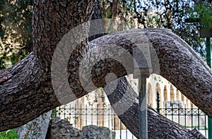 Pillar supports large textured pine tree trunk that is tilted in awkward position. Out of focus  ancient site of Odeon of Herodes