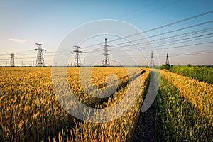 Pillars of line power electricity among the wheat fields