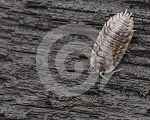 Pillbug