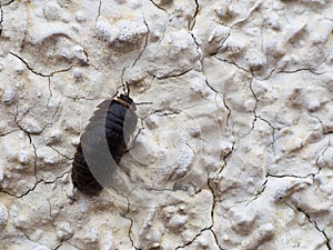 Pillbug climbing wall - Armadillidium