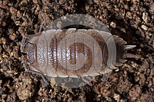 Pillbug on the dirt