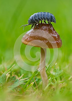 Pillbug sitting on muchroom in Czech Republic