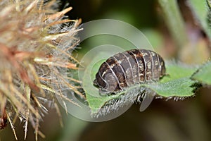 Pillbug Sowbug roly poly on leaf foliage. photo