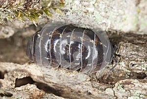 Pillbug on wood