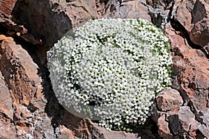 Pillow of little white flowers (androsace helvetica)