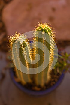 Pilocereus azureus cactus glowing in the sunrise