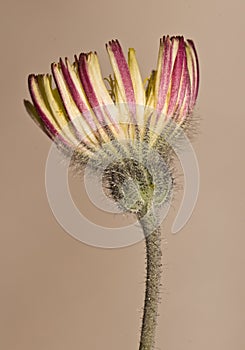 Pilosella argyrocoma precious composed of mountain with yellow and orange color with a lot of hair on its surface