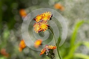 Pilosella aurantiaca wild flowering plant, orange flowers in bloom