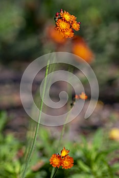 Pilosella aurantiaca wild flowering plant, orange flowers in bloom