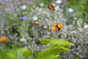 Pilosella aurantiaca wild flowering plant, orange flowers in bloom