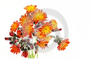 Pilosella aurantiaca Wildflower