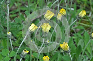 Pilosella officinarum grows in the wild