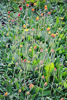 Pilosella officinarum grows in the wild