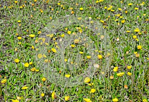 Pilosella officinarum, synonym Hieracium pilosella, known as mouse-ear hawkweed