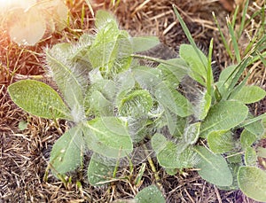 Pilosella plants with dew drops, selective focus. Rosettes of leaves with whitish glandular hairs. Noxious weed