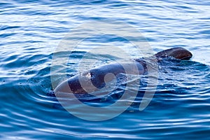 Pilot Whale