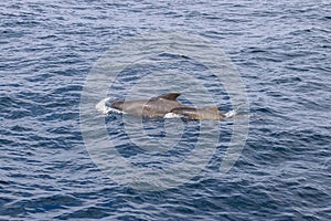 Pilot whale calf and mother silhouette against Norwegian Sea blues