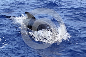 Pilot whale free in open sea blue mediterranean