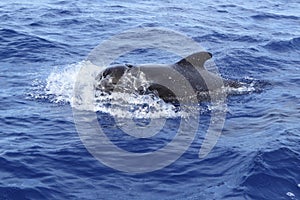 Pilot whale free in open sea blue mediterranean