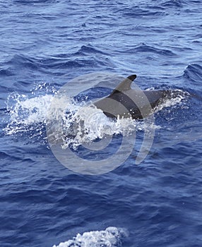 Pilot whale free in open sea blue mediterranean