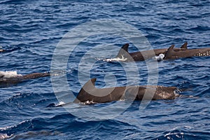 Pilot whale Globicephala macrorhynchus. Picture taken during a whale watching trip