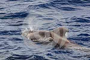 Pilot whale Globicephala melas in the Atlantic Ocean