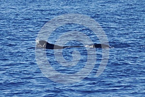 Pilot whale, Globicephala melas, with blue wate