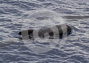 Pilot whale Globicephala melas breathing on the surface