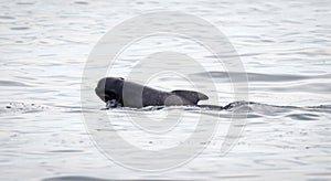 Pilot whale Globicephala melas breathing on the surface, Atlantic Ocean