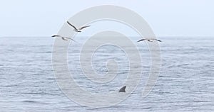 Pilot whale Globicephala melas breathing on the surface, Atlantic Ocean