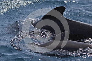 Pilot whale Globicephala melas with her calf