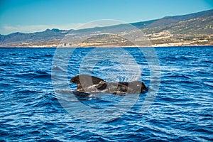 Pilot whale, Globicephala melas, Tenerife island, Canary islands, Spain.