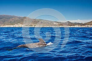 Pilot whale, Globicephala melas, Tenerife island, Canary islands, Spain.