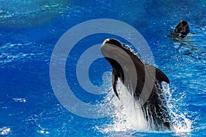 Pilot whale jumping outside the sea