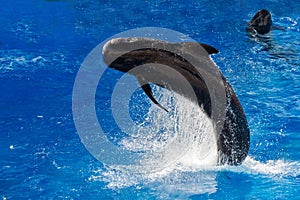 Pilot whale jumping outside the sea