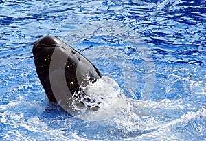 Pilot Whale performing tricks (Globicephala melas) photo