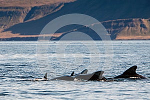 Pilot whales