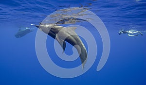 Pilot Whales in Mauritius