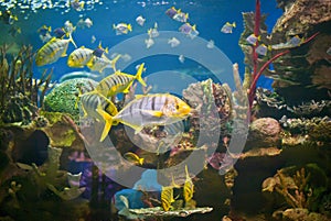 Pilotfish in beautiful aquarium photo